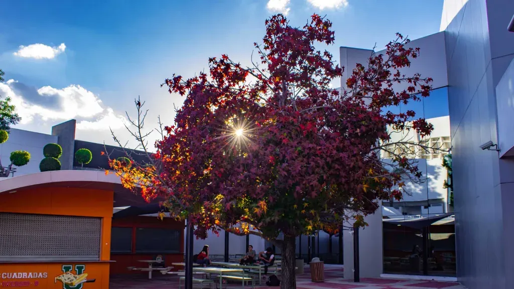 food court, del tec de monterrey campus león