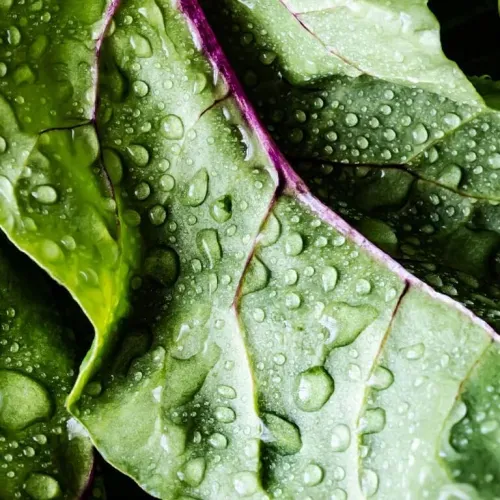 Unidad de Alimentos Saludables